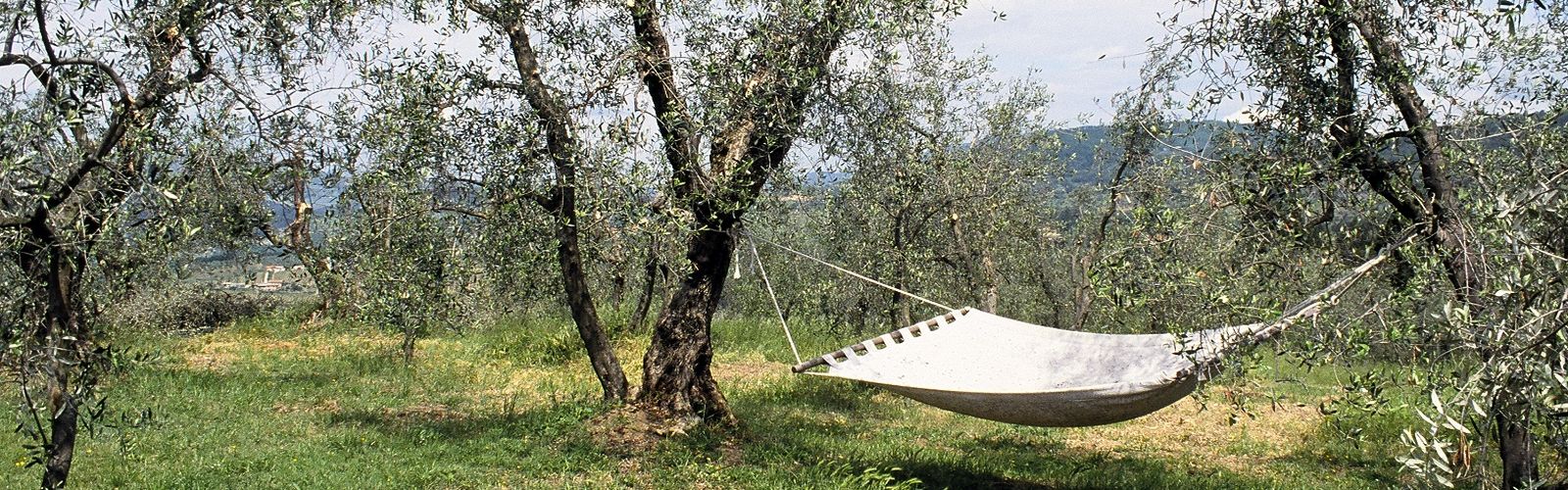 Cinque Terre - Newsletter