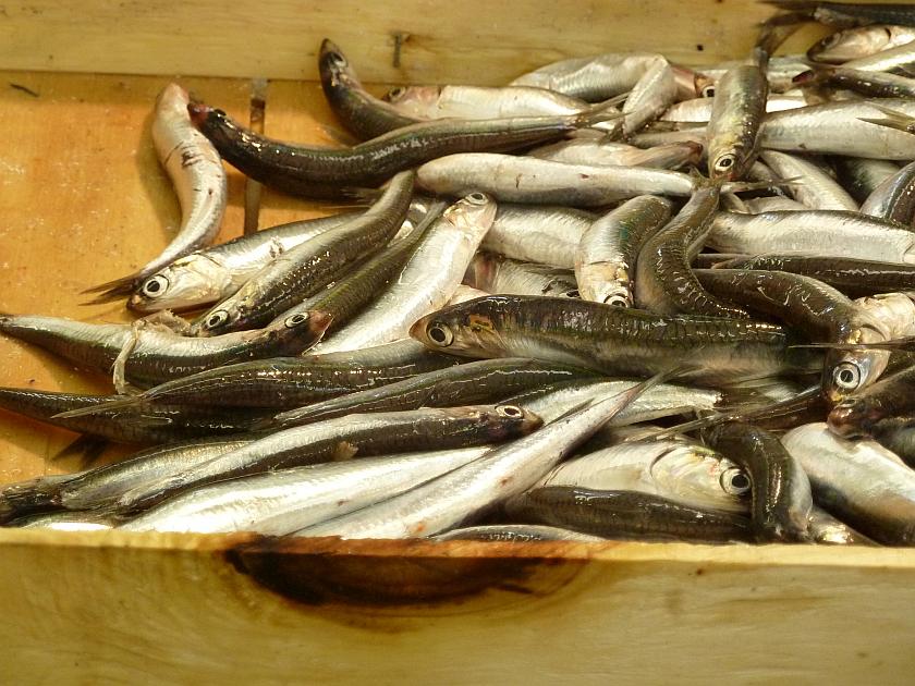 Gastronomy - Anchovies