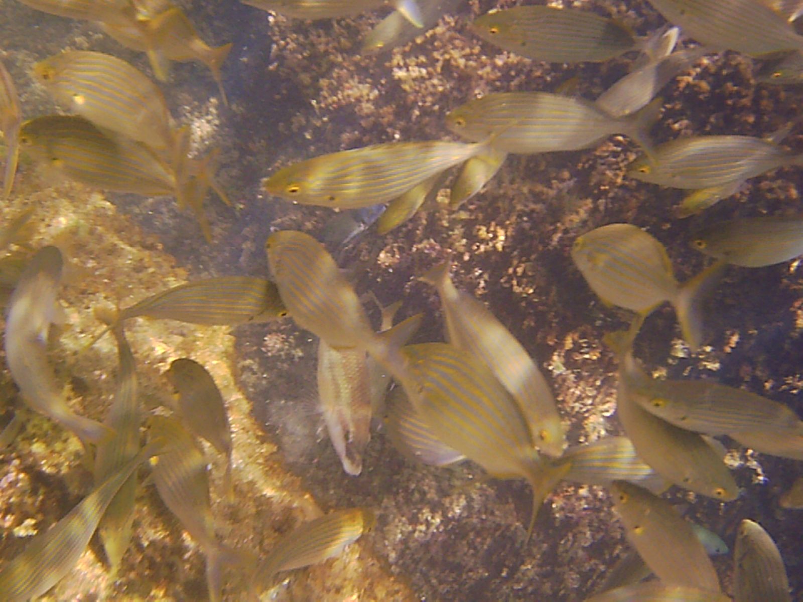 Fish in Manarola