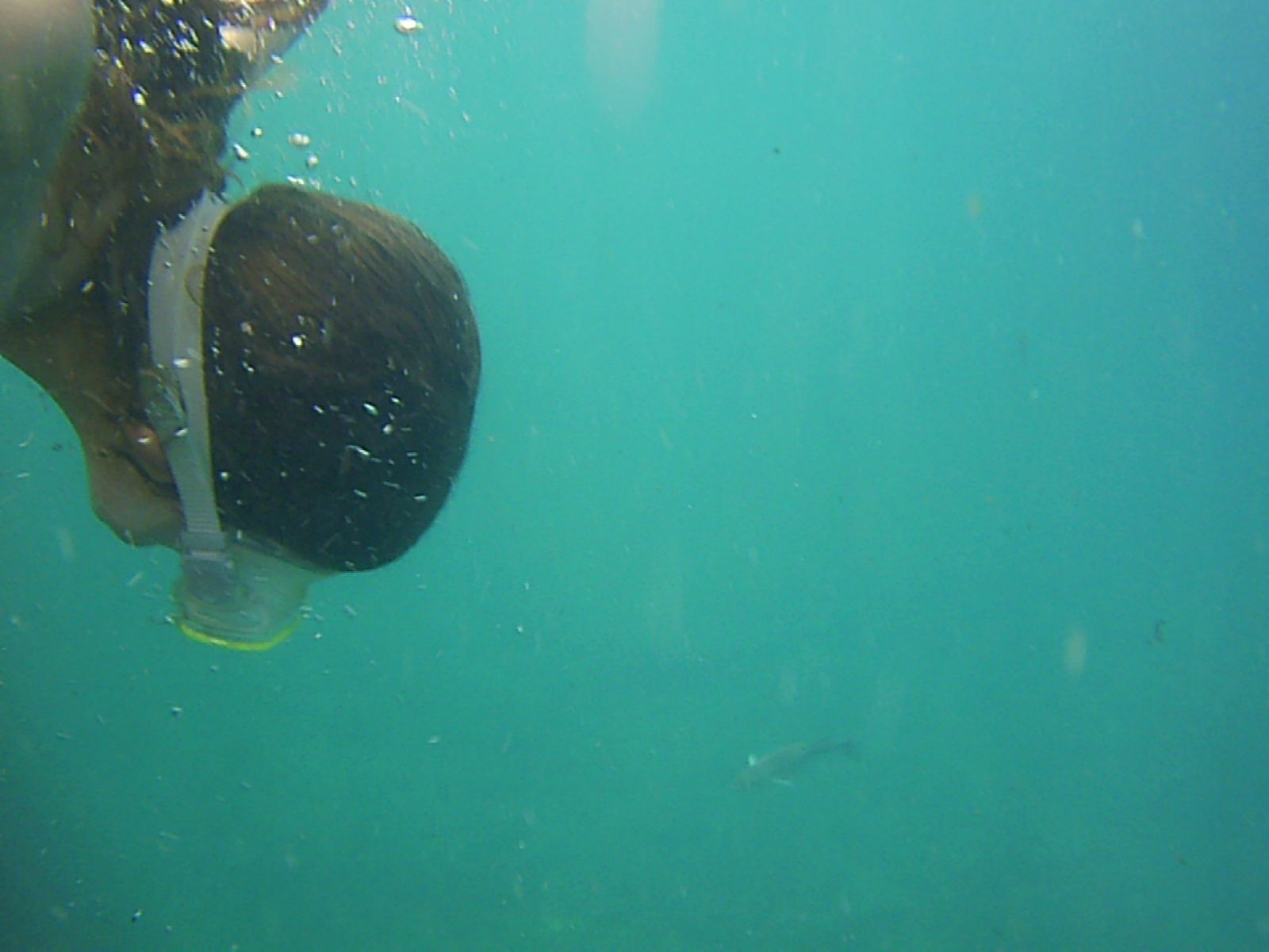 Snorkelling in Manarola